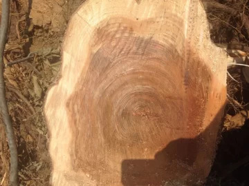 [Hearth.com] Wood ID