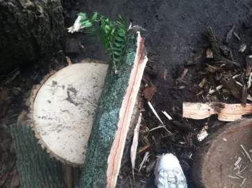 [Hearth.com] Is this a hybrid locust?