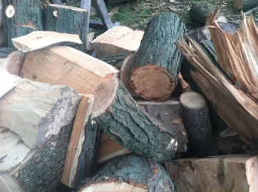 [Hearth.com] Is this a hybrid locust?