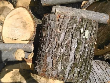 [Hearth.com] What type of maple?