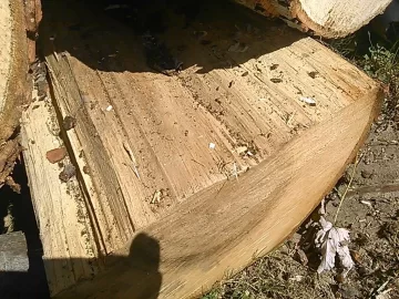 [Hearth.com] What type of maple?