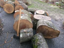 help with splitting big oak logs