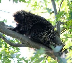 Porcupines--- Do they kill trees?