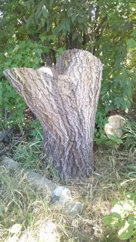 [Hearth.com] Wood id.  Siberian elm.