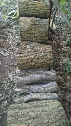 [Hearth.com] Wood id.  Siberian elm.