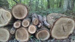 Wood id.  Siberian elm.