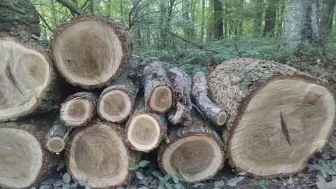 [Hearth.com] Wood id.  Siberian elm.