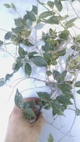 [Hearth.com] Wood id.  Siberian elm.
