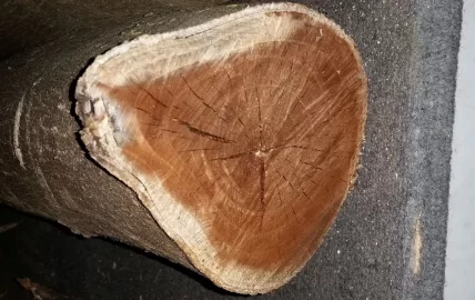 [Hearth.com] Wood ID please.....