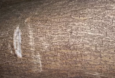 [Hearth.com] Wood ID please.....