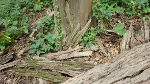 [Hearth.com] Red elm....please help me identify