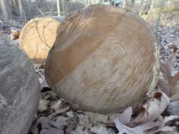 [Hearth.com] Red elm....please help me identify