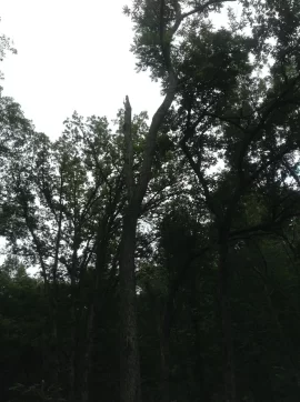 [Hearth.com] # 4 Butternut Tree in Wisconsin