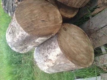 [Hearth.com] What type of tree is this?