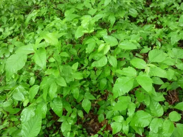[Hearth.com] What type of tree is this?