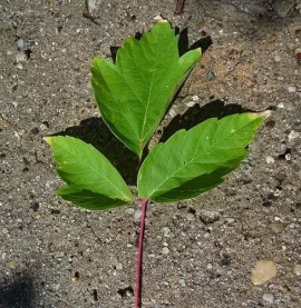 [Hearth.com] What type of tree is this?