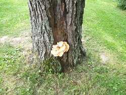 Not a wood id question, but question on health of tree