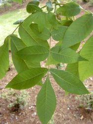 Leaf Wood Species ID