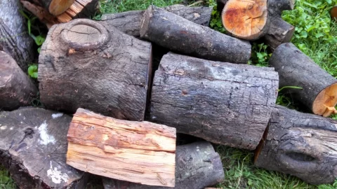 [Hearth.com] Wood ID