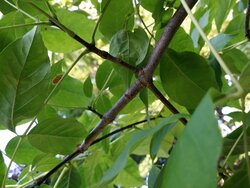 Leaf Wood Species ID