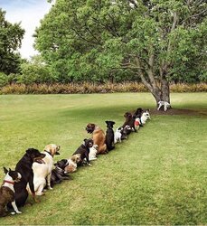 dogs trees.jpg