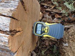 Does an oak tree dry as a log? No!