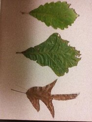 Tree/Leaf ID?