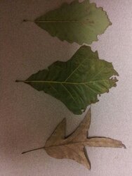 Tree/Leaf ID?