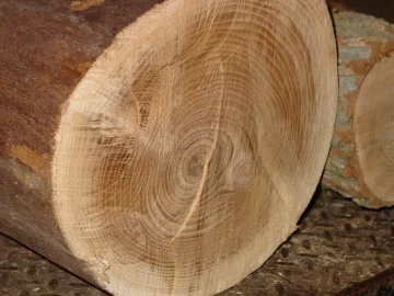 [Hearth.com] Elm yes, but Red or other?