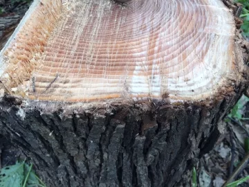 [Hearth.com] Elm yes, but Red or other?