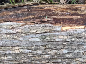 [Hearth.com] Elm yes, but Red or other?