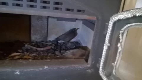 [Hearth.com] Bird Flue.....