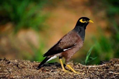 [Hearth.com] Bird Flue.....