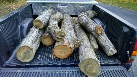[Hearth.com] Another score - white oak?