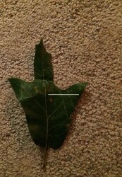 Tree ID Via a Leaf
