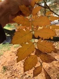 [Hearth.com] Tree ID-North Central Maryland