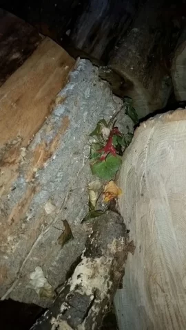 [Hearth.com] Easiest way to remove bark from green rounds?
