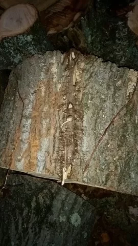 [Hearth.com] Easiest way to remove bark from green rounds?
