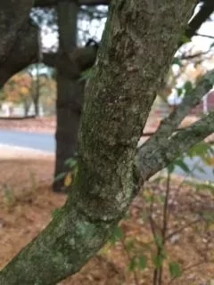 [Hearth.com] Tree ID-North Central Maryland