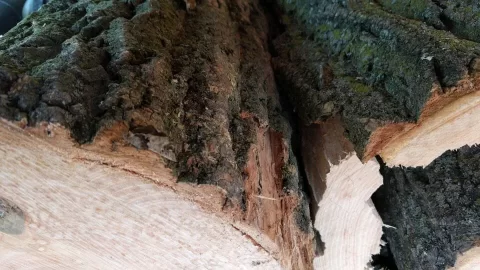 [Hearth.com] What kind of wood is this. I think/hope is ash