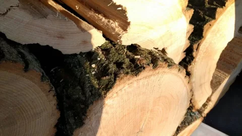 [Hearth.com] What kind of wood is this. I think/hope is ash