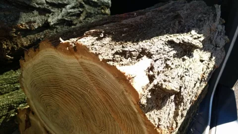 [Hearth.com] What kind of wood is this. I think/hope is ash