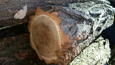 [Hearth.com] What kind of wood is this. I think/hope is ash