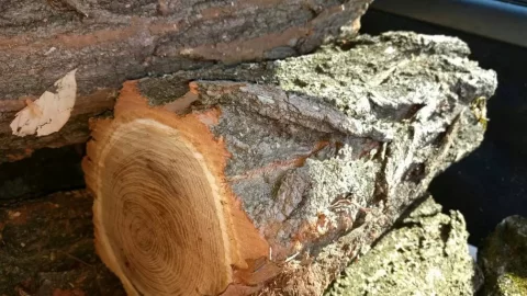 [Hearth.com] What kind of wood is this. I think/hope is ash