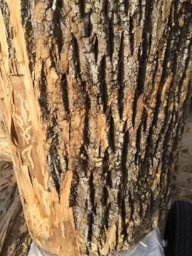 [Hearth.com] Wood ID... Stumped?