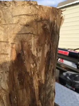 [Hearth.com] Wood ID... Stumped?
