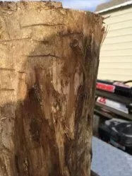 [Hearth.com] Wood ID... Stumped?