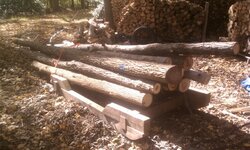 Hauling wood up ravine