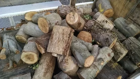 [Hearth.com] What kind of trees are these?
