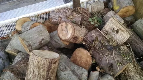 [Hearth.com] What kind of trees are these?